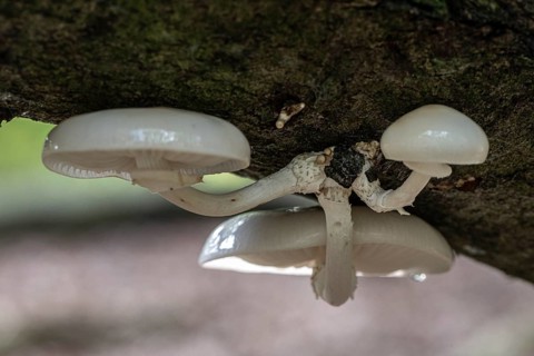 Ringed beech slime moulds (Oudemansiella mucida), Emsland, Lower Saxony, Germany