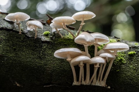 Ringed beech slime moulds (Oudemansiella mucida), Emsland, Lower Saxony, Germany
