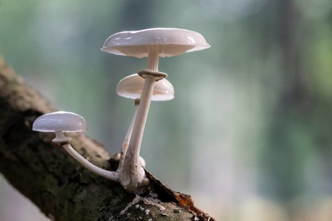 Ringed beech slime moulds (Oudemansiella mucida), Emsland, Lower Saxony, Germany
