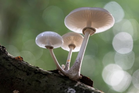 Ringed beech slime moulds (Oudemansiella mucida), Emsland, Lower Saxony, Germany