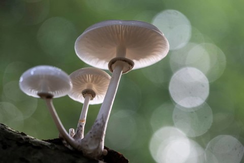Ringed beech slime moulds (Oudemansiella mucida), Emsland, Lower Saxony, Germany