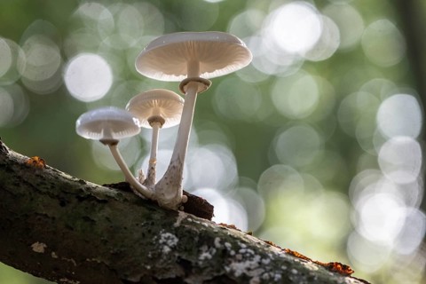 Ringed beech slime moulds (Oudemansiella mucida), Emsland, Lower Saxony, Germany