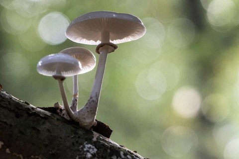 Ringed beech slime moulds (Oudemansiella mucida), Emsland, Lower Saxony, Germany