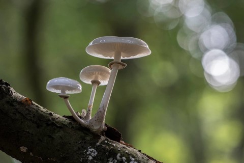 Ringed beech slime moulds (Oudemansiella mucida), Emsland, Lower Saxony, Germany