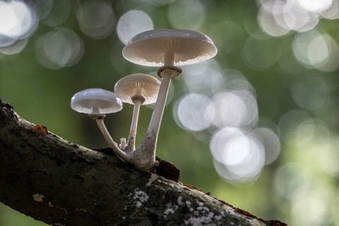 Ringed beech slime moulds (Oudemansiella mucida), Emsland, Lower Saxony, Germany