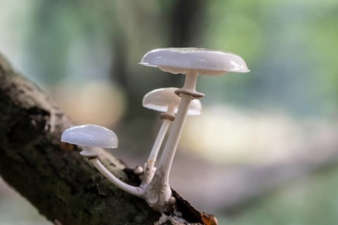 Ringed beech slime moulds (Oudemansiella mucida), Emsland, Lower Saxony, Germany