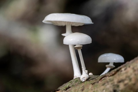 Ringed beech slime moulds (Oudemansiella mucida), Emsland, Lower Saxony, Germany