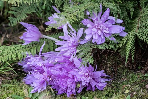 Autumn crocus (Colchicum autumnale Waterlily), Emsland, Lower Saxony, Germany