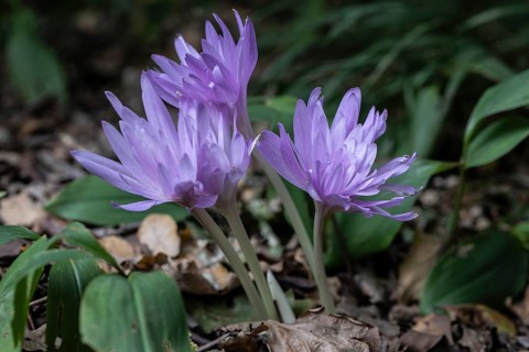 Autumn crocus (Colchicum autumnale Waterlily), Emsland, Lower Saxony, Germany