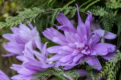 Autumn crocus (Colchicum autumnale Waterlily), Emsland, Lower Saxony, Germany