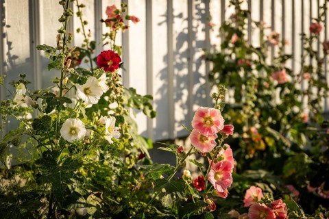 Pink, white and red hollyhocks (Alcea rosea) in front of a white wooden wall of a house in the