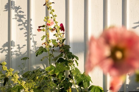Hollyhocks (Alcea rosea) in front of a white wooden wall of a house in the alleys of Smögen,