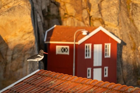 Oystercatcher figure on roof, boathouse between rocks in Smögen harbour, Smögenbryggan, Västra