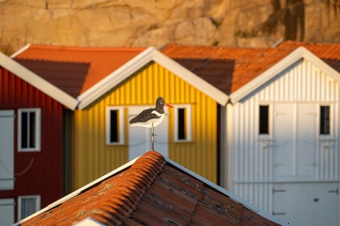 Oystercatcher figure on roof, Colourful boathouses between rocks in the harbour of Smögen,
