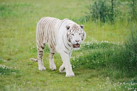 White Royal Bengal Tiger (Panthera tigris tigris), captive, occurring in India