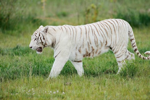 White Royal Bengal Tiger (Panthera tigris tigris), captive, occurring in India