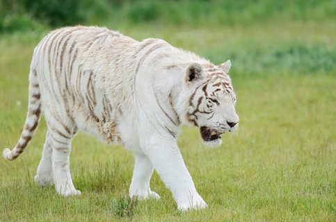 White Royal Bengal Tiger (Panthera tigris tigris), captive, occurring in India