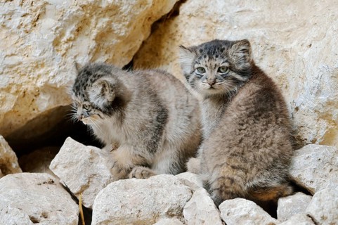 Manul or Pallas's cat (Otocolobus manul, Felis manul), young animals, captive, native to Central