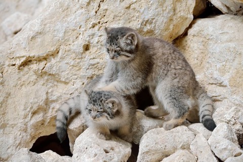 Manul or Pallas's cat (Otocolobus manul, Felis manul), young animals, captive, native to Central