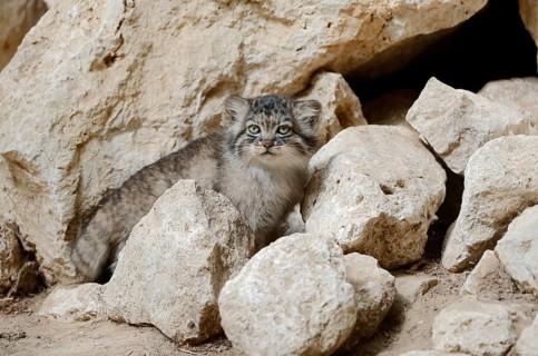 Manul or Pallas's cat (Otocolobus manul, Felis manul), juvenile, captive, native to Central Asia