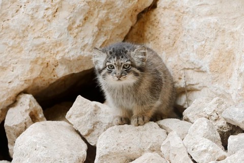 Manul or Pallas's cat (Otocolobus manul, Felis manul), juvenile, captive, native to Central Asia