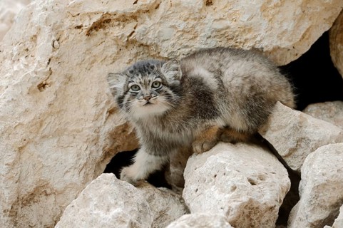 Manul or Pallas's cat (Otocolobus manul, Felis manul), juvenile, captive, native to Central Asia