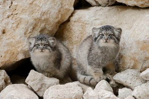 Manul or Pallas's cat (Otocolobus manul, Felis manul), young animals, captive, native to Central