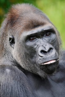 Western lowland gorilla (Gorilla gorilla gorilla), male, silverback, portrait, captive, occurrence