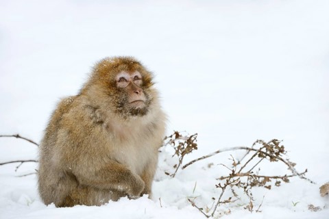 Barbary macaque or magot (Macaca sylvanus), male in winter, Morocco