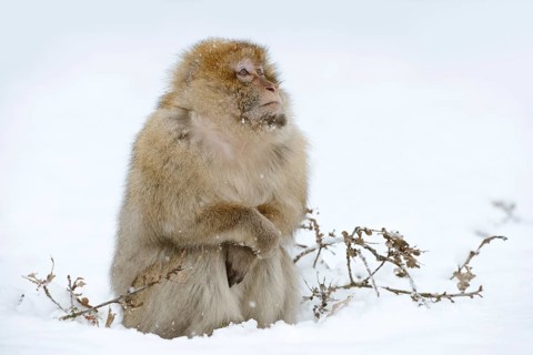 Barbary macaque or magot (Macaca sylvanus), male in winter, Morocco