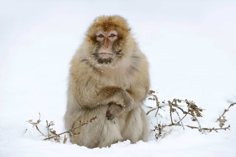 Barbary macaque or magot (Macaca sylvanus), male in winter, Morocco
