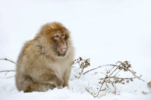 Barbary macaque or magot (Macaca sylvanus), male in winter, Morocco