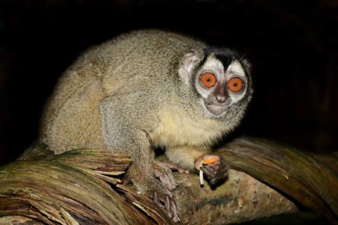 Grey-handed night monkey (Aotus griseimembra, Aotus lemurinus griseimembra) sits feeding on a