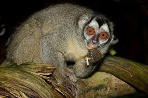 Grey-handed night monkey (Aotus griseimembra, Aotus lemurinus griseimembra) sits feeding on a