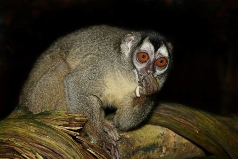Grey-handed night monkey (Aotus griseimembra, Aotus lemurinus griseimembra) sits feeding on a
