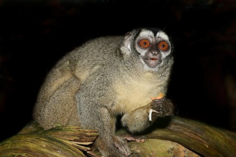 Grey-handed night monkey (Aotus griseimembra, Aotus lemurinus griseimembra) sits feeding on a