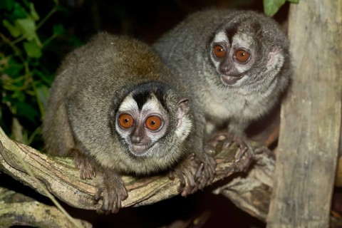 Grey-handed night monkey (Aotus griseimembra, Aotus lemurinus griseimembra), pair, endangered