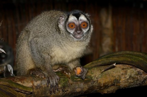 Grey-handed night monkey (Aotus griseimembra, Aotus lemurinus griseimembra) sits feeding on a