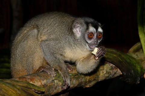 Grey-handed night monkey (Aotus griseimembra, Aotus lemurinus griseimembra) sits feeding on a