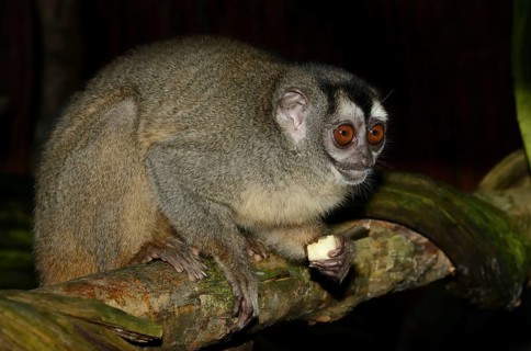 Grey-handed night monkey (Aotus griseimembra, Aotus lemurinus griseimembra) sits feeding on a