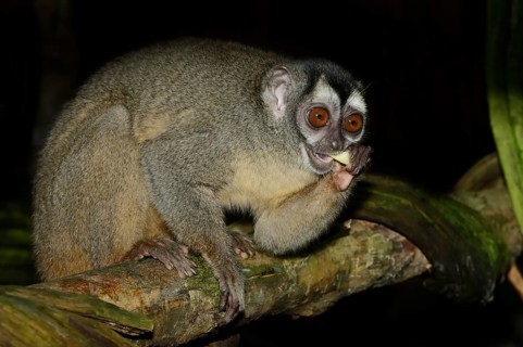 Grey-handed night monkey (Aotus griseimembra, Aotus lemurinus griseimembra) sits feeding on a