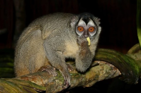 Grey-handed night monkey (Aotus griseimembra, Aotus lemurinus griseimembra) sits feeding on a