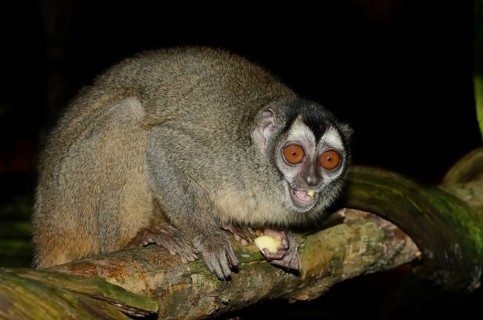 Grey-handed night monkey (Aotus griseimembra, Aotus lemurinus griseimembra) sits feeding on a