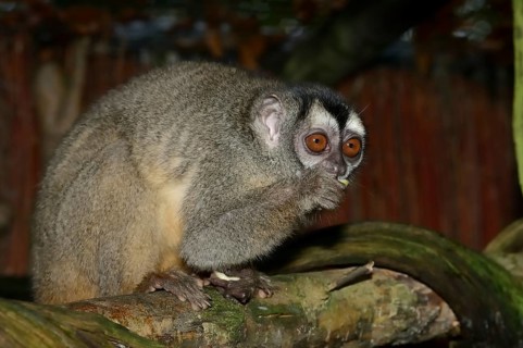 Grey-handed night monkey (Aotus griseimembra, Aotus lemurinus griseimembra) sits feeding on a