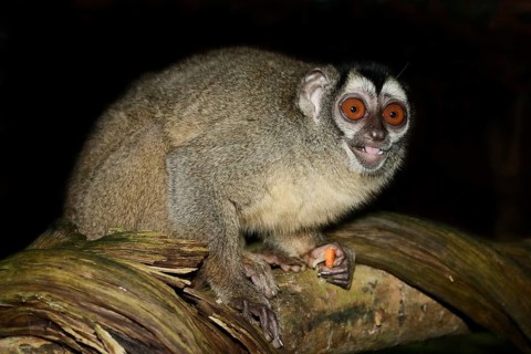 Grey-handed night monkey (Aotus griseimembra, Aotus lemurinus griseimembra) sits feeding on a