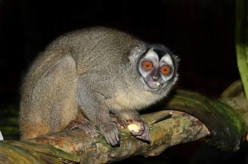 Grey-handed night monkey (Aotus griseimembra, Aotus lemurinus griseimembra) sits feeding on a