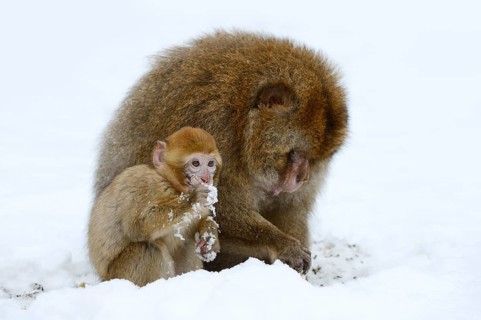 Barbary macaque or magot (Macaca sylvanus), male and juvenile in winter, Morocco
