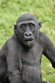 Western lowland gorilla (Gorilla gorilla gorilla), juvenile, captive, occurring in Africa
