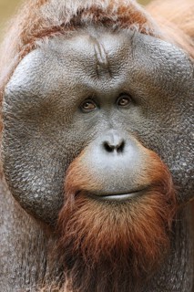 Bornean orangutan (Pongo pygmaeus), male, portrait, captive, occurring on Borneo