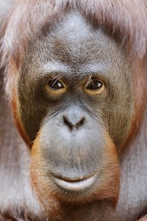 Bornean orangutan (Pongo pygmaeus), male, portrait, captive, occurring on Borneo